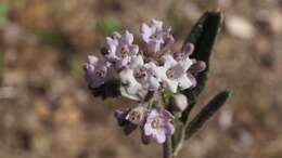 Image of hairy yerba santa