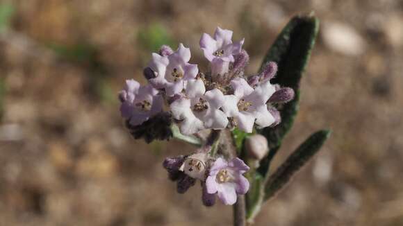 Imagem de Eriodictyon trichocalyx A. A. Heller