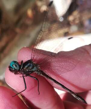 Image of Macrothemis ultima González 1992