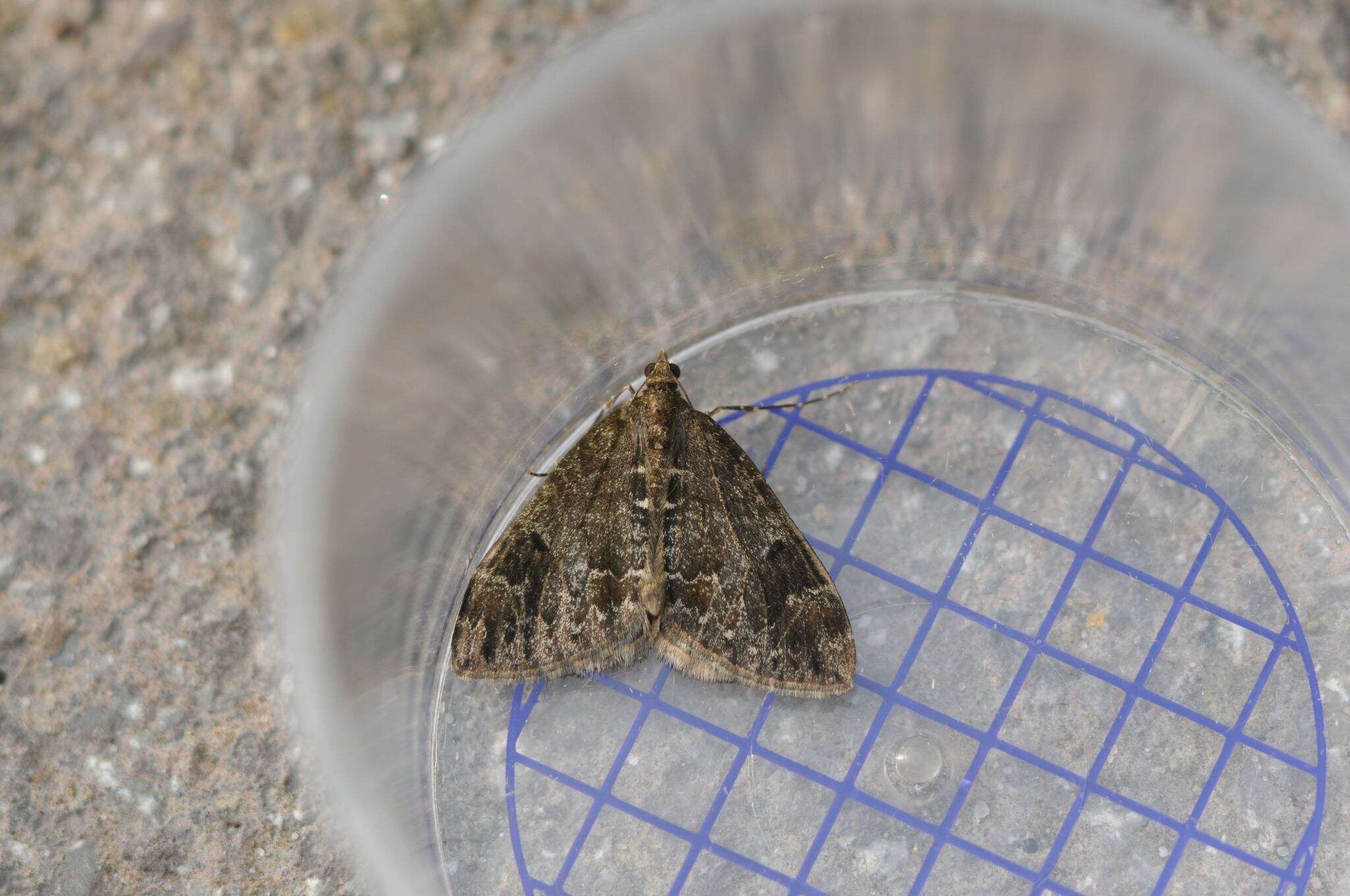 Image of Dark Marbled Carpet