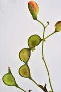 Image of Aeschynomene rehmannii Schinz