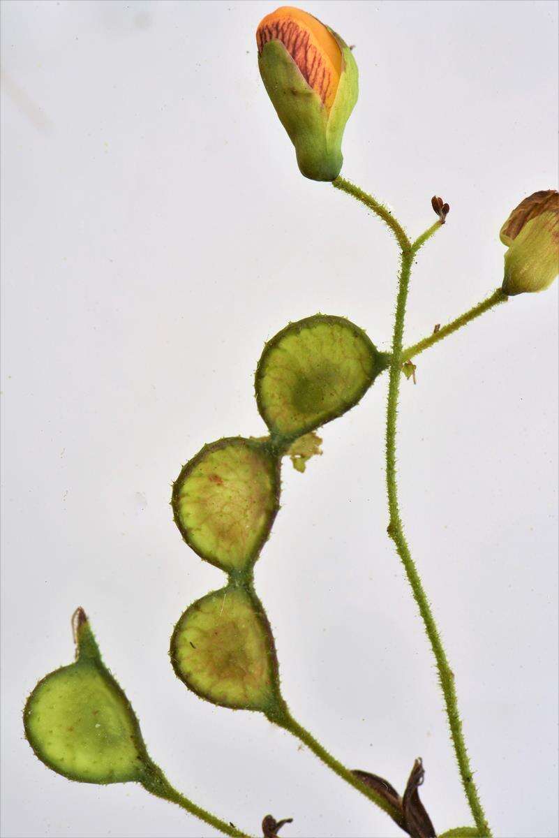 Image of Aeschynomene rehmannii Schinz