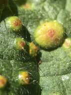 Image of nettle rust (fungus)