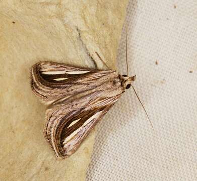 Schistorhynx argentistriga Hampson 1898 resmi