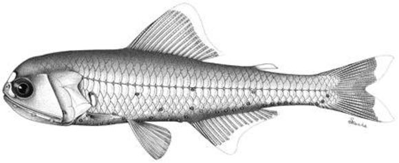 Image of Spotlight lanternfish