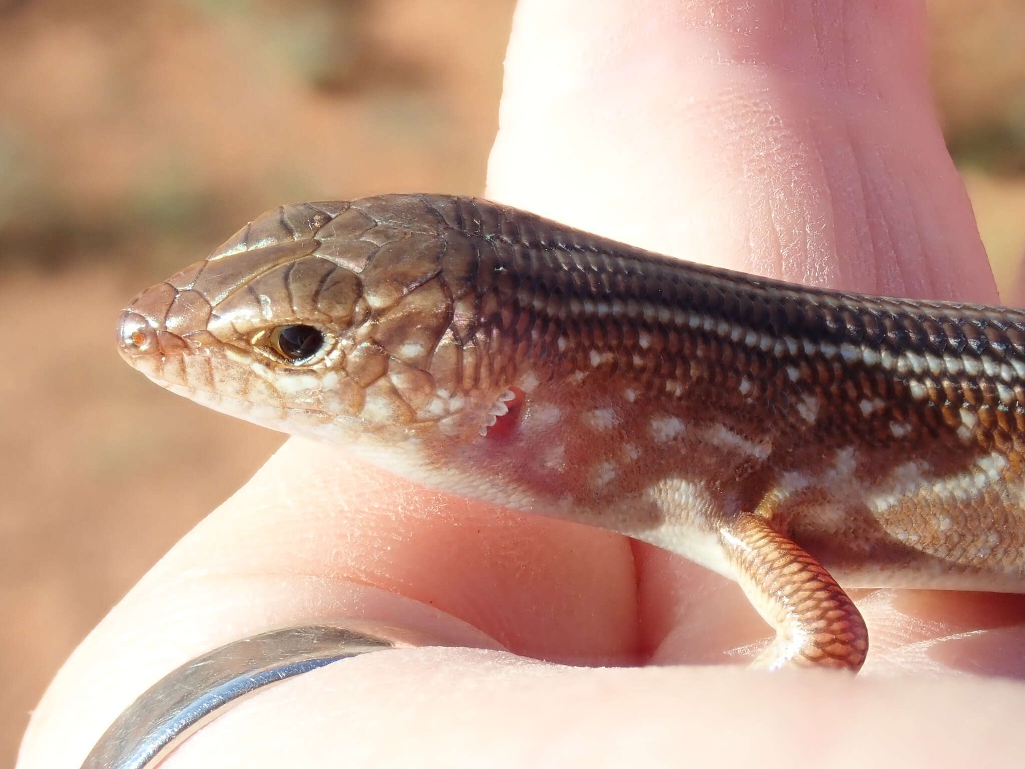 صورة Ctenotus leonhardii (Sternfeld 1919)