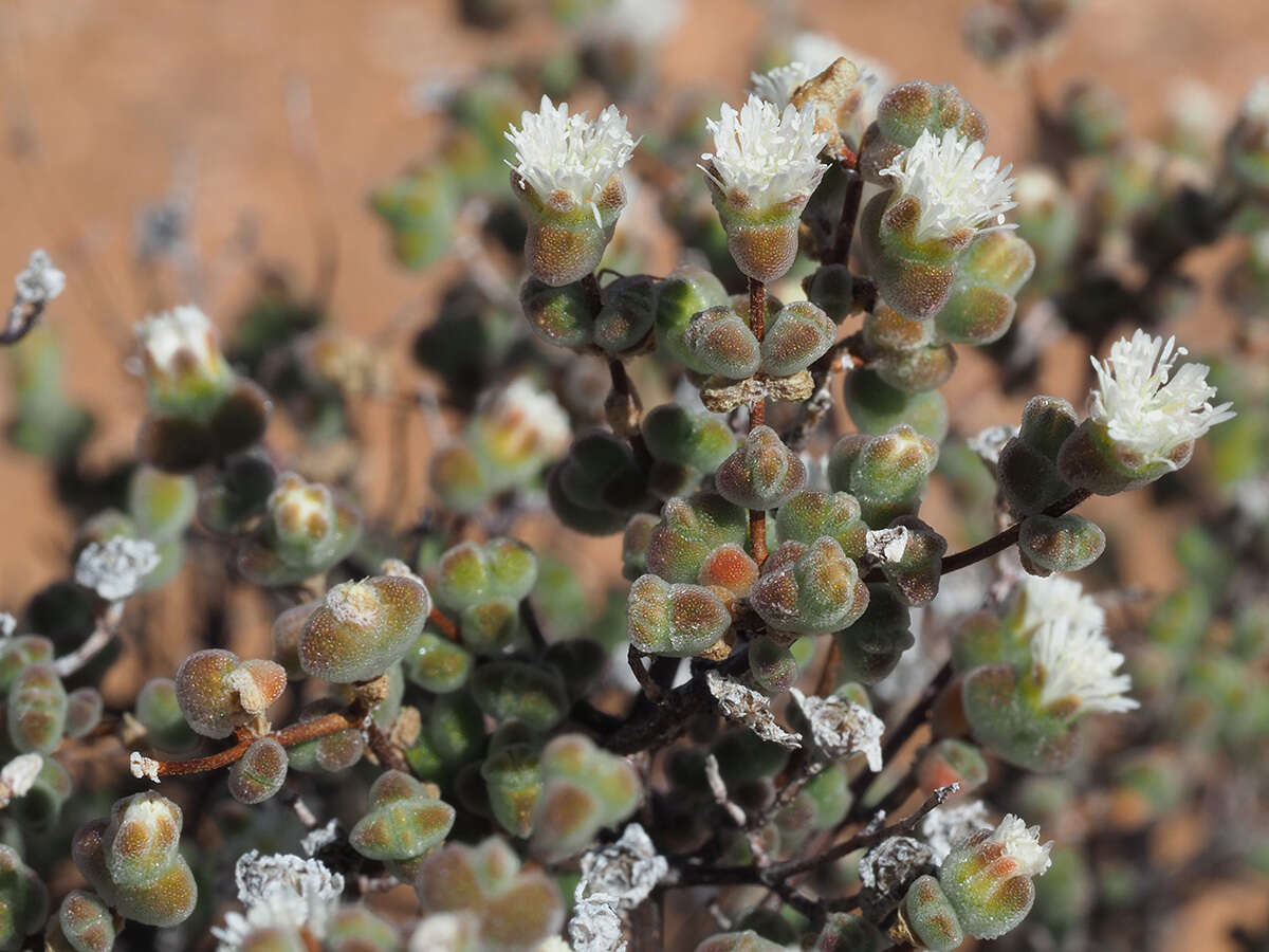 Imagem de Drosanthemum albiflorum (L. Bol.) Schwant.