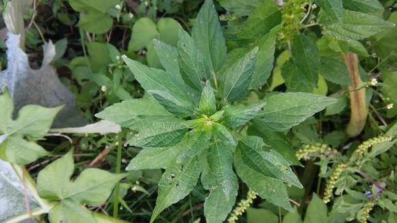 Plancia ëd Acalypha virginica L.