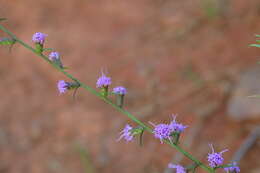 Слика од Liatris virgata Nutt.