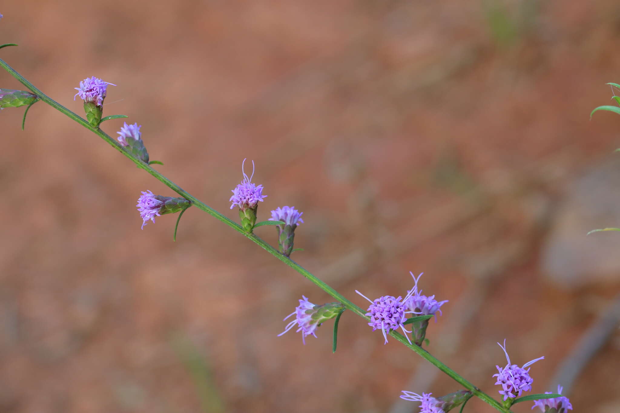 Слика од Liatris virgata Nutt.