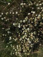 Image of Common Scurvygrass