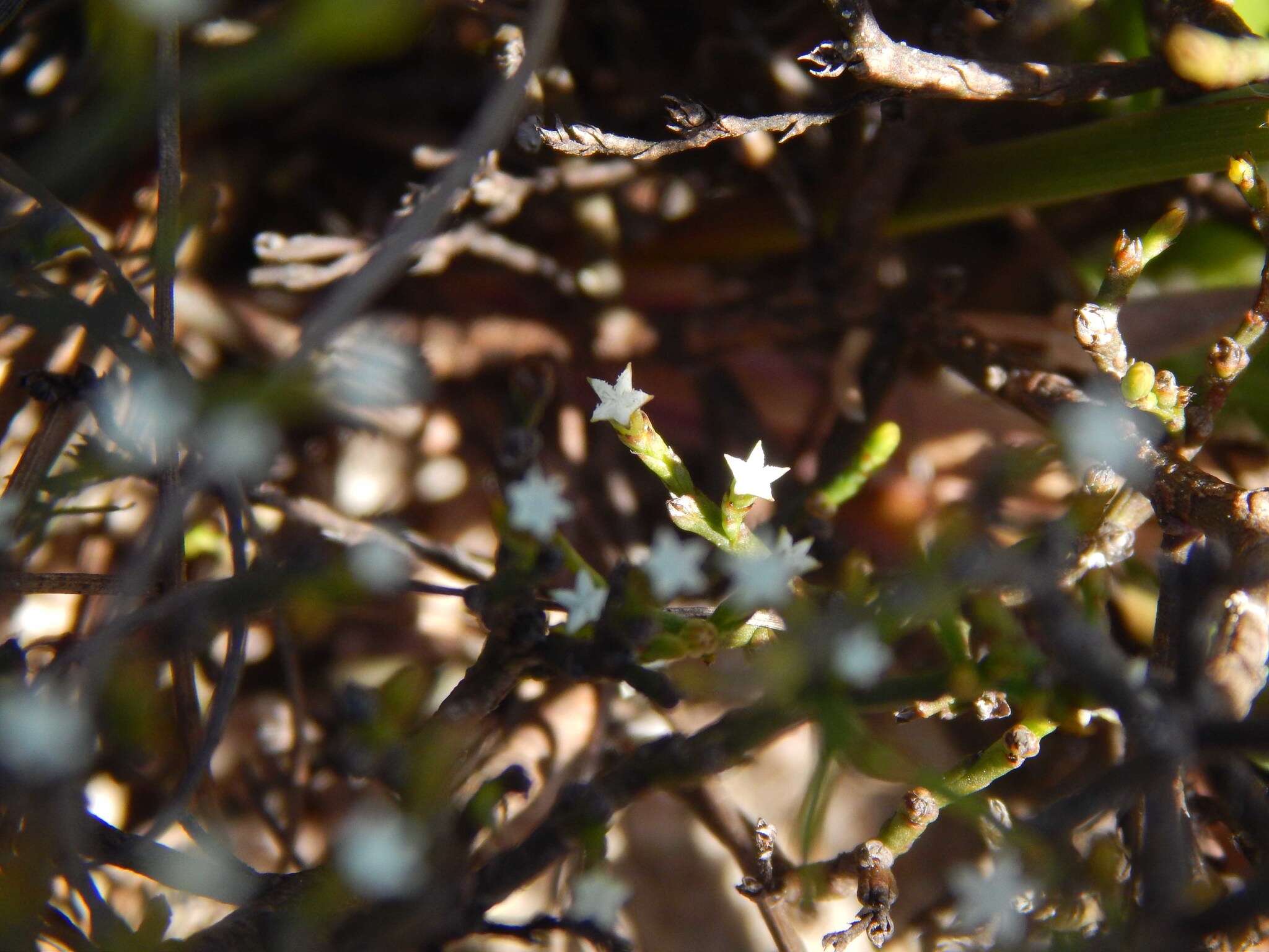 Слика од Thesium euphrasioides A. DC.