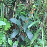 Image of Kohleria spicata (Kunth) Oerst.