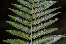 Image of Chain Fern Rhizome