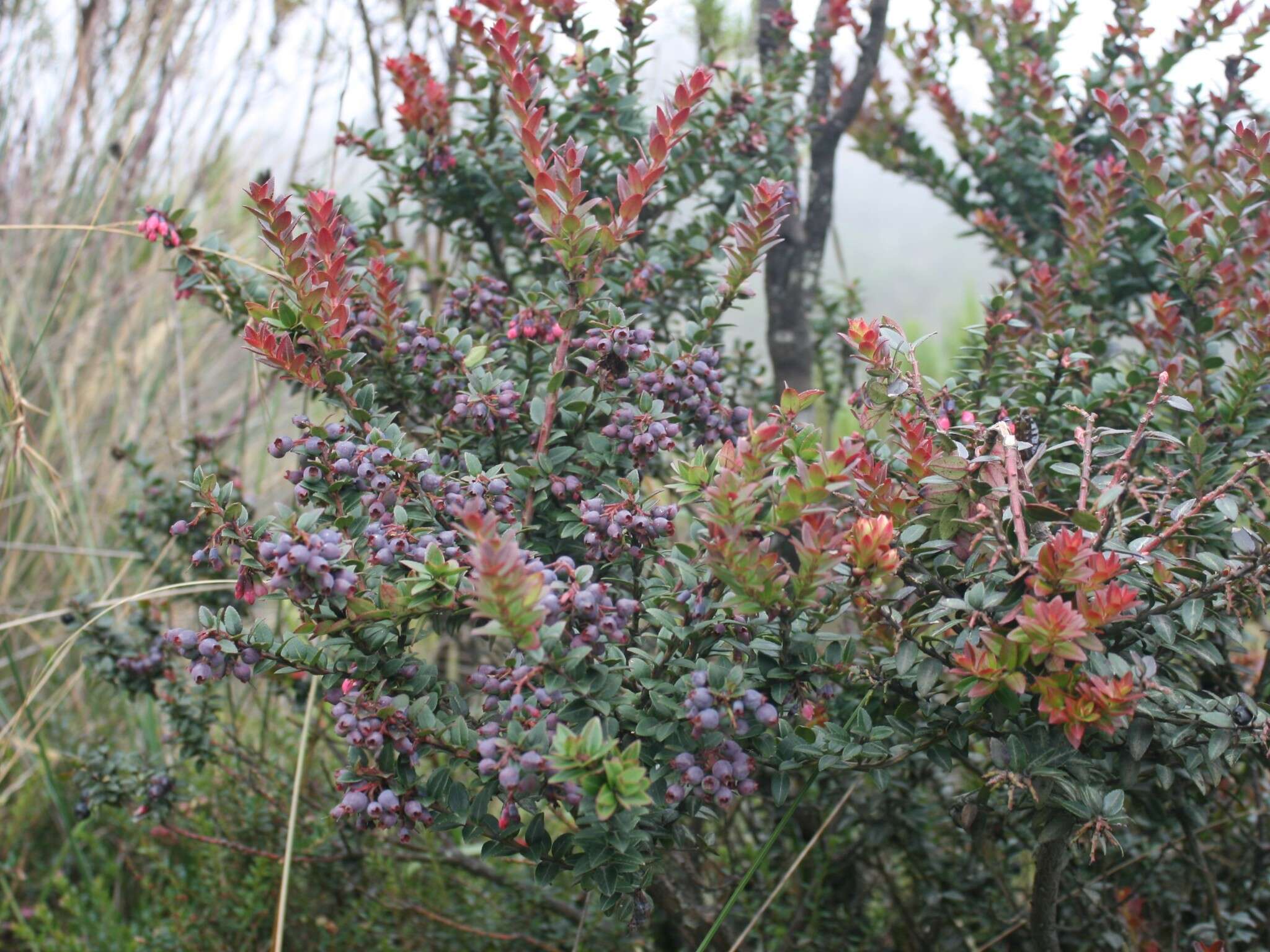 Слика од Vaccinium floribundum Kunth