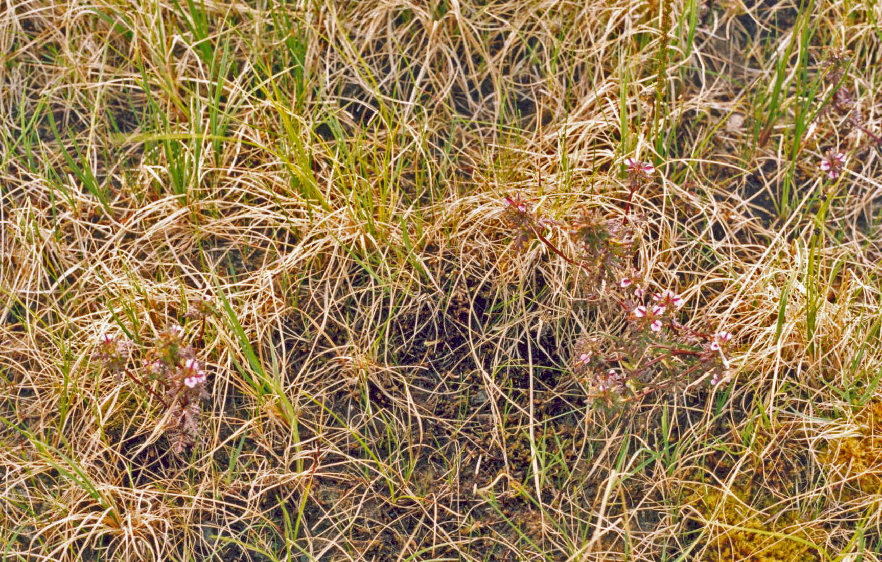 Image of Pennell's lousewort