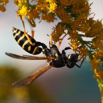 Image of Polistes nimpha (Christ 1791)