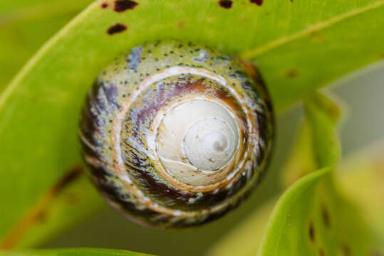 Imagem de <i>Achatinella mustelina</i>