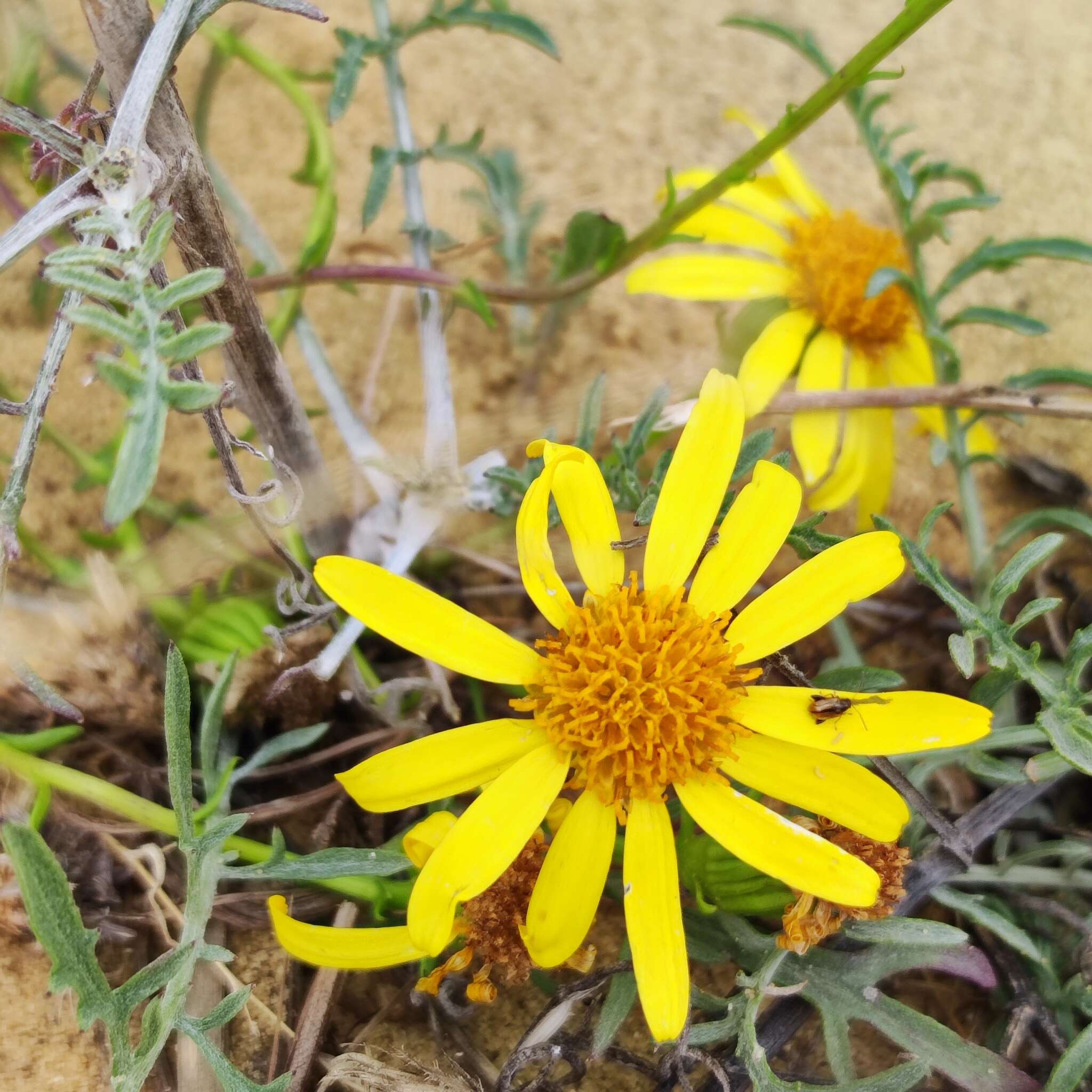 Image de Jacobaea schischkiniana (Sofieva) B. Nord. & Greuter