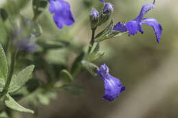 Imagem de Salvia lycioides A. Gray