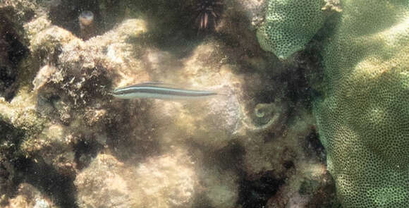 Image of Biting Blenny