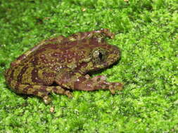 Image of Table Mountain Ghost Frog