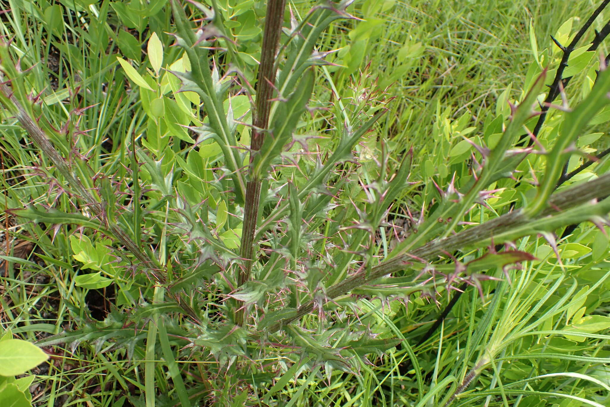 Imagem de Cirsium lecontei Torr. & A. Gray