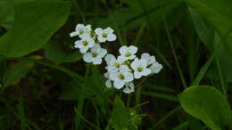 Слика од Cardamine dentata Schult.