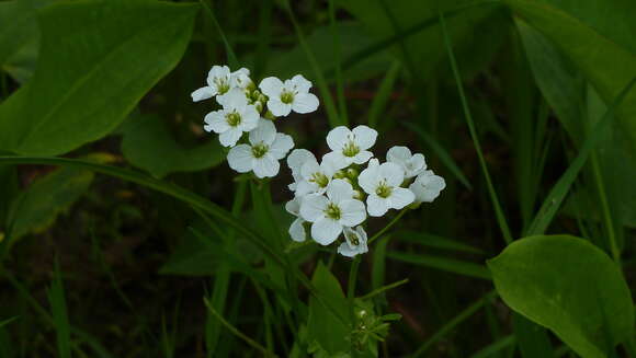 Image of Cardamine dentata Schult.