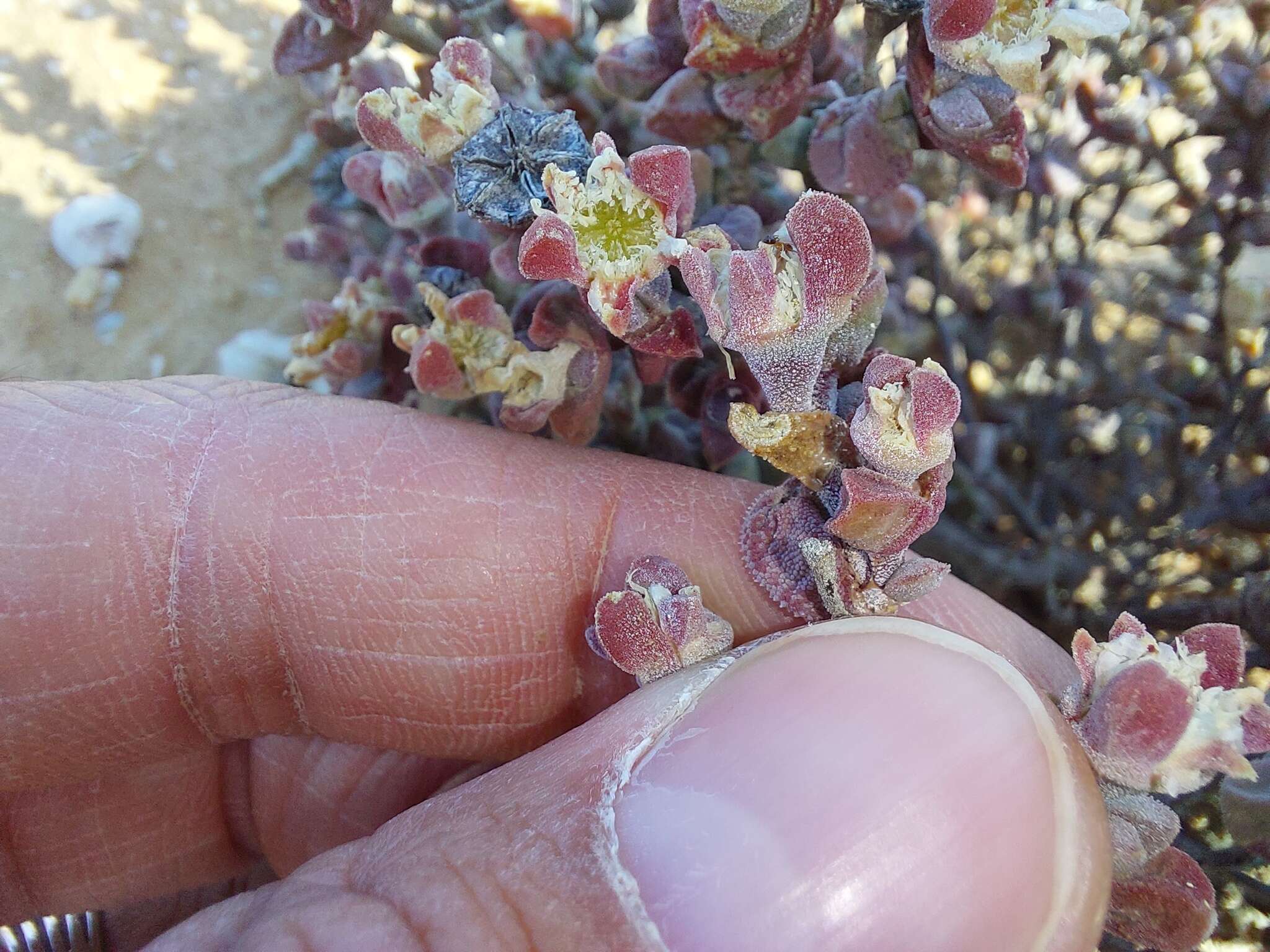 Imagem de Drosanthemopsis diversifolia (L. Bol.) Klak