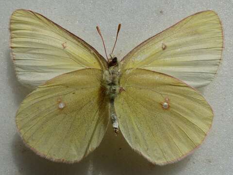 Image of Giant Sulphur