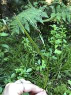 Image of Carex solandri Boott