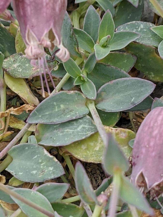 Image of Silene vulgaris subsp. prostrata (Gaudin) Schinz & Thell.