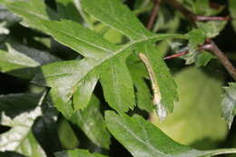 Sivun Phyllonorycter oxyacanthae (Frey 1855) kuva