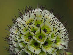 صورة Scabiosa africana L.