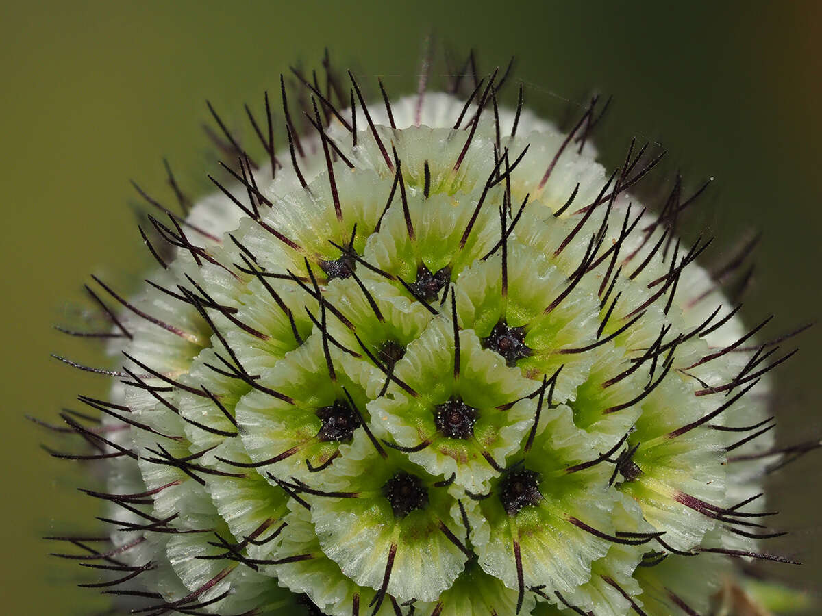 صورة Scabiosa africana L.