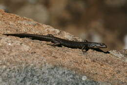 Image of Tasmanian Tree Skink