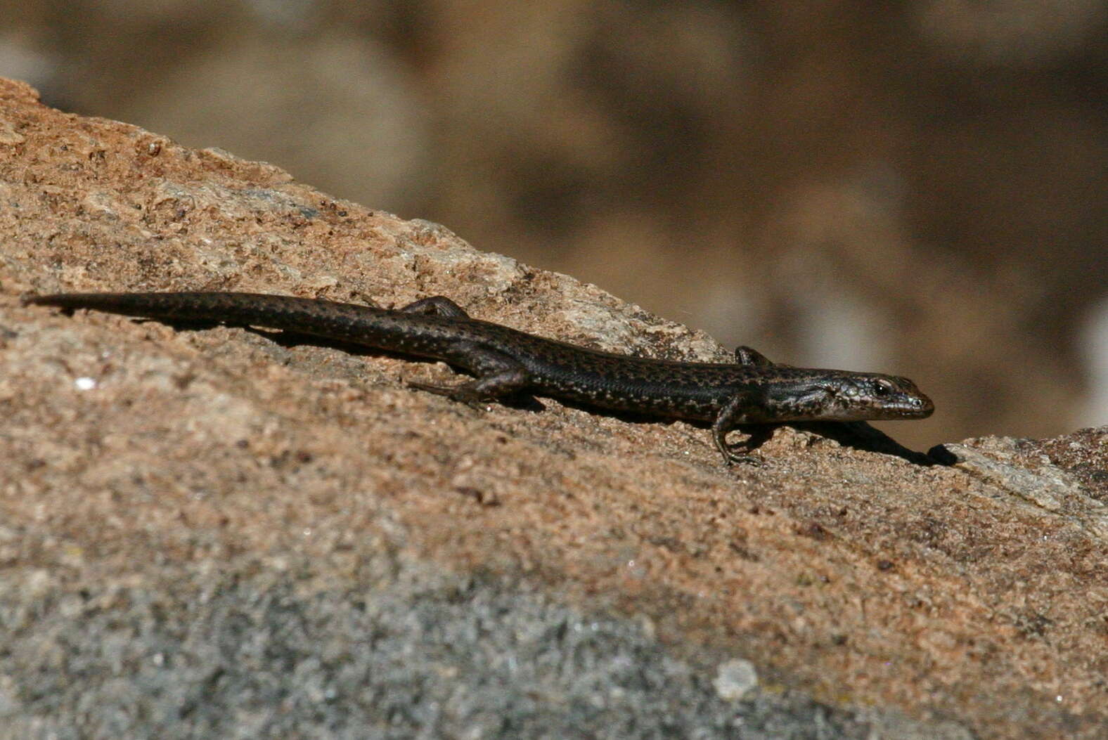 Image of Tasmanian Tree Skink