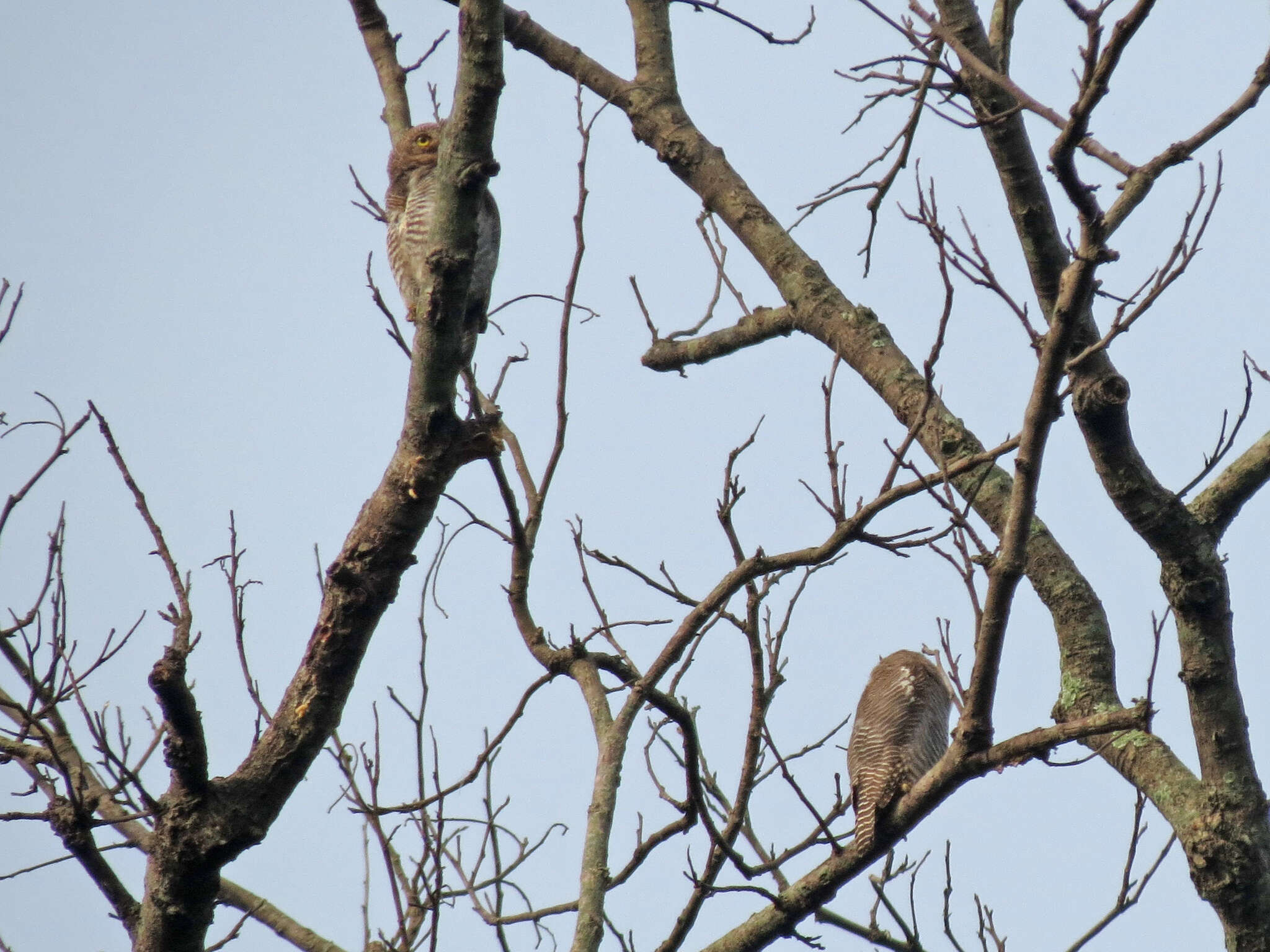 Imagem de Glaucidium radiatum (Tickell 1833)