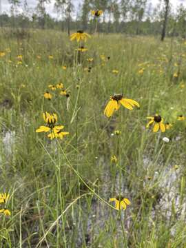 Image of Mohr's Coneflower