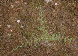 Image of Lobelia perpusilla Hook. fil.