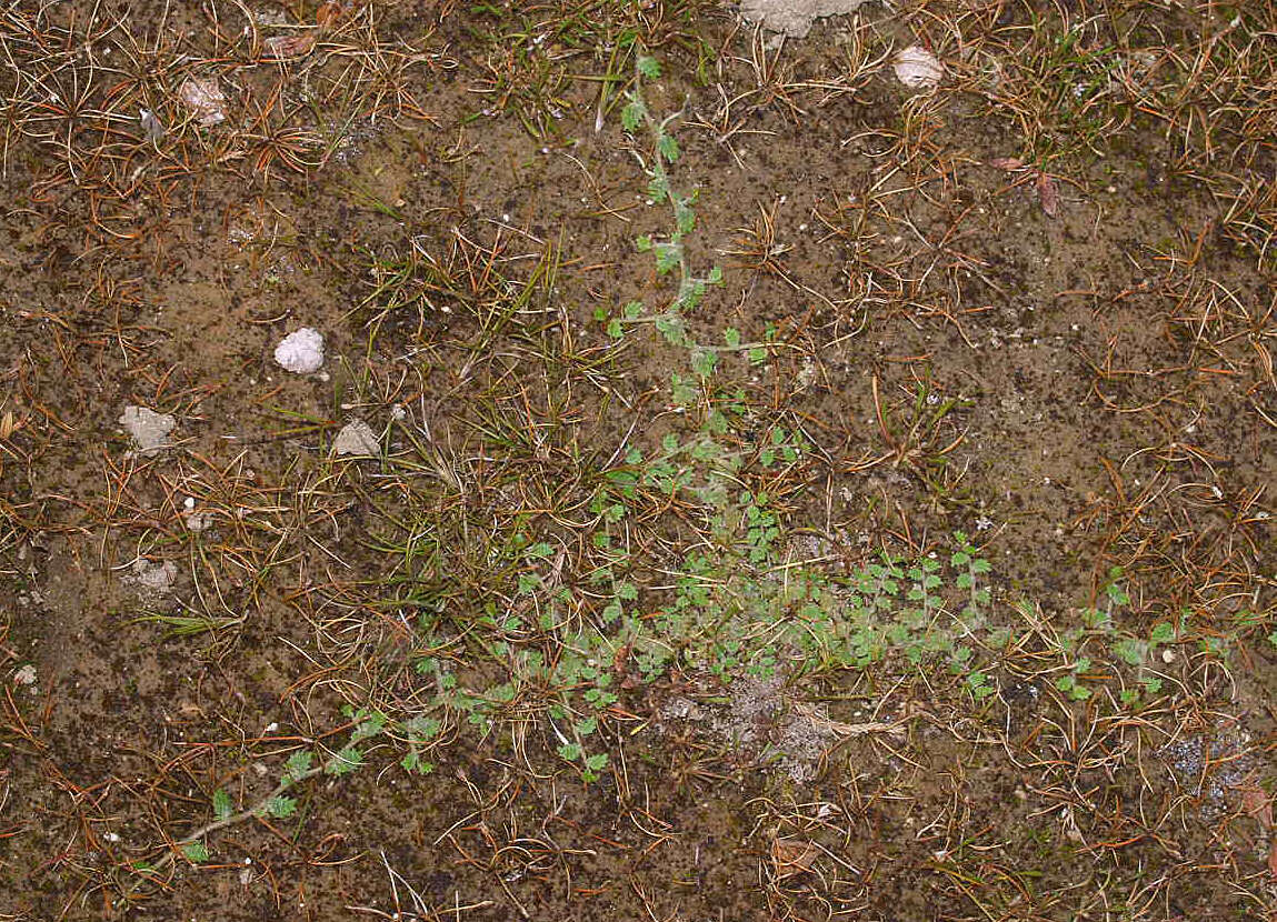 Image of Lobelia perpusilla Hook. fil.