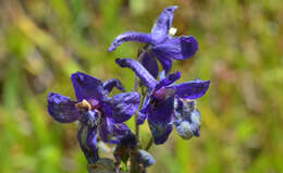 Delphinium menziesii DC.的圖片