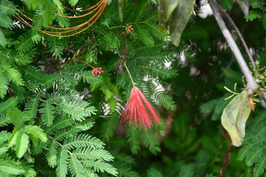 Image of Calliandra hirsuta (G. Don) Benth.