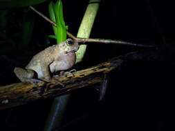 Image of Boulenger's Asian tree toad