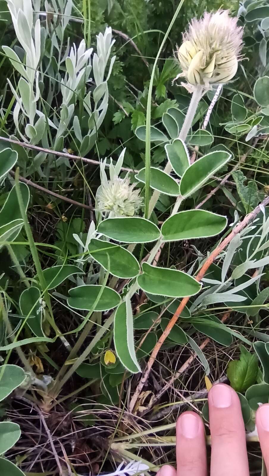 Plancia ëd Hedysarum grandiflorum subsp. bulgaricum Kozuharov