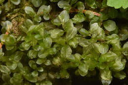 Image of grandleaf rhizomnium moss