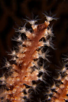 Image of Broad Sea Fan