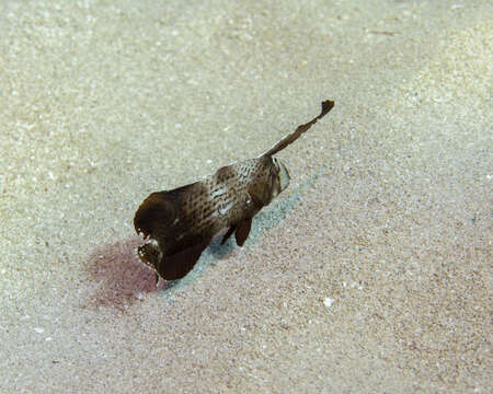 Image of Black-barred razorfish