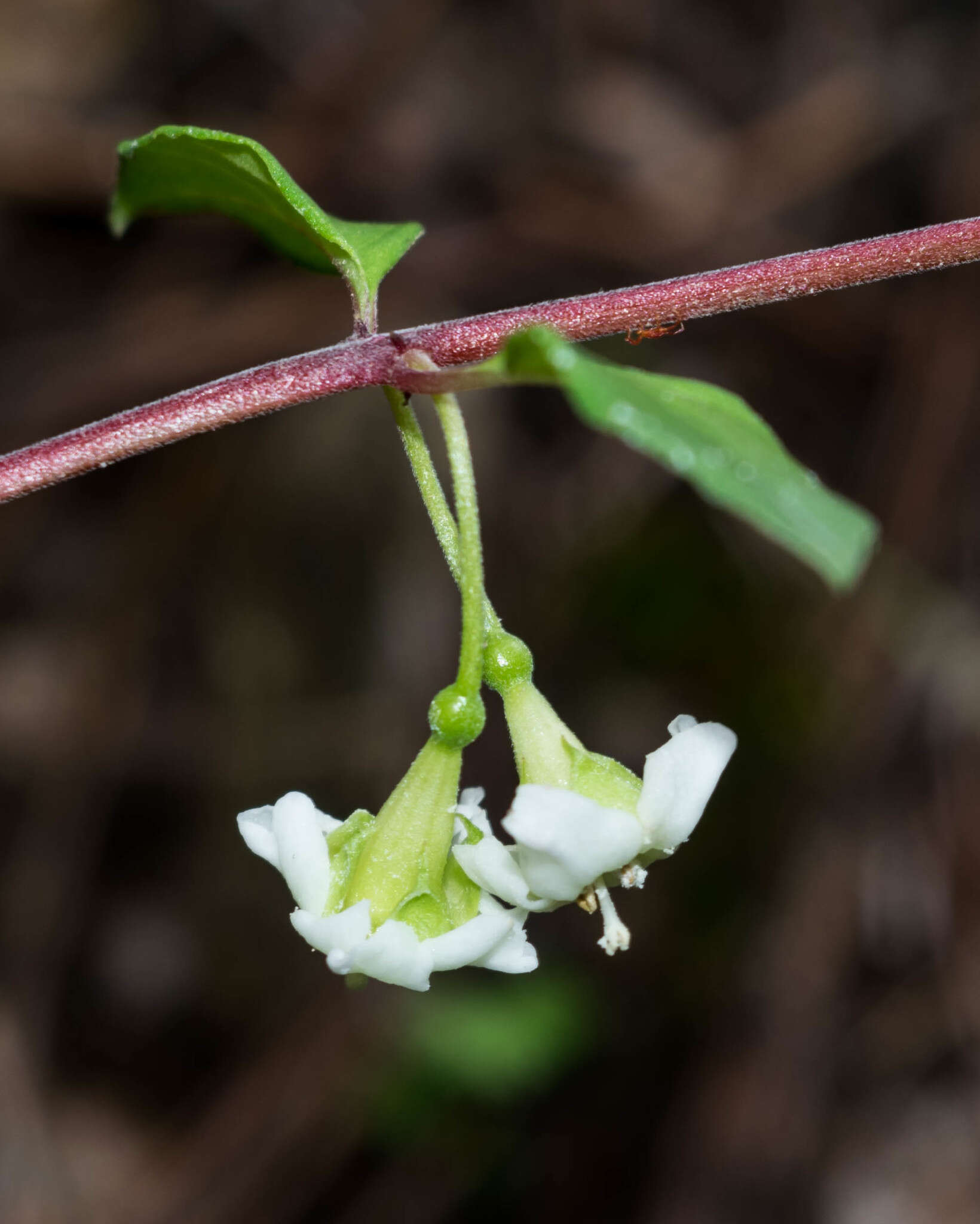 Image of Fuchsia thymifolia subsp. thymifolia